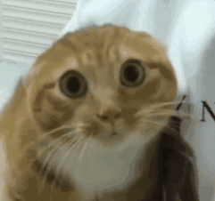 Snipaste_2025-10-30_17-31-09